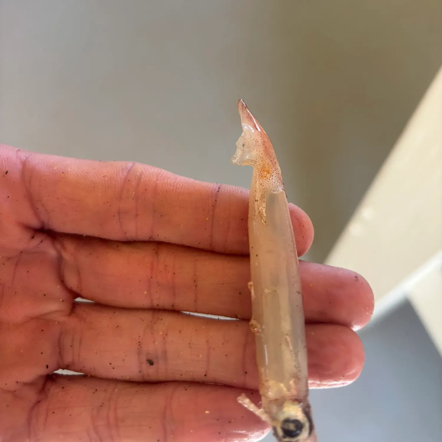 The most recent Northern shortfin squid catches on Fishbrain