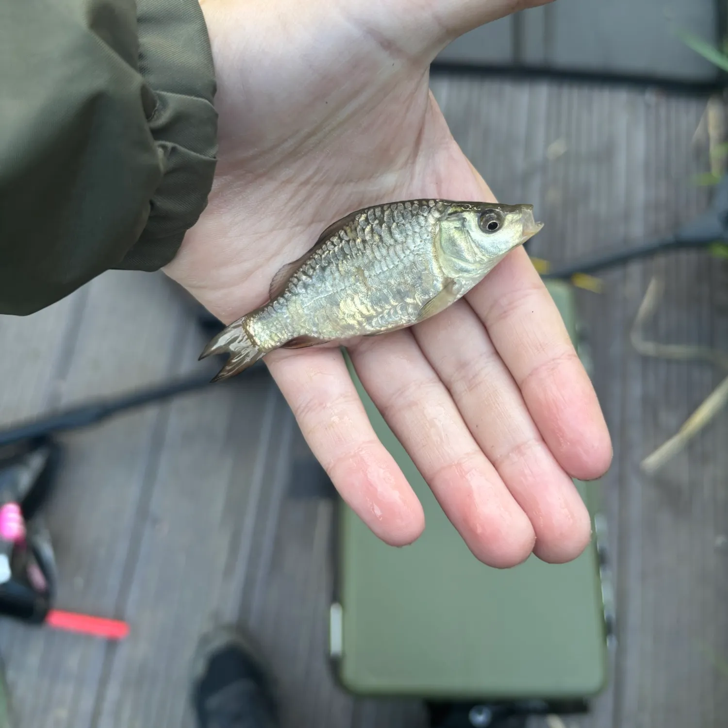 Mirror carp caught on Fishbrain