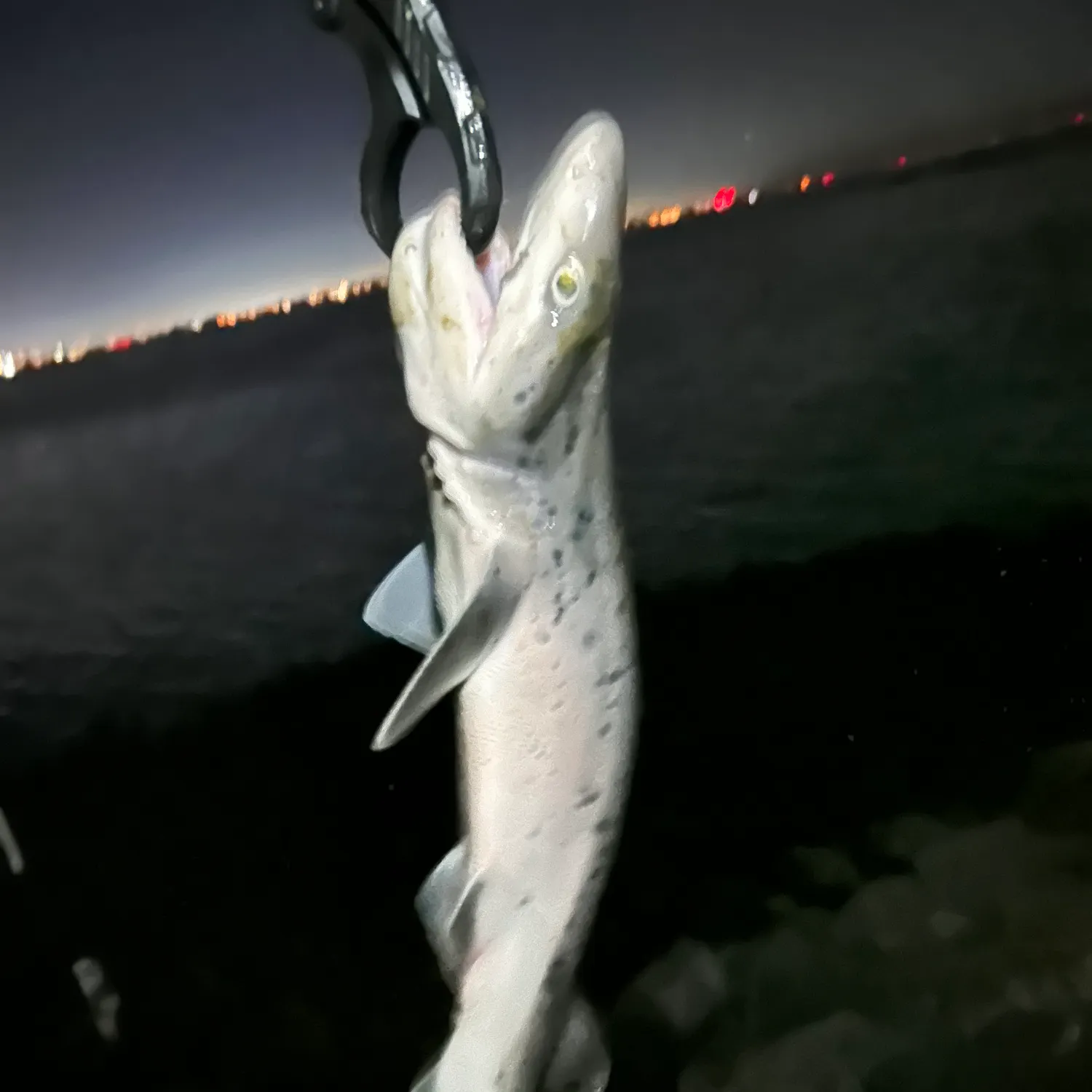 The most recent Broadnose sevengill shark catches on Fishbrain