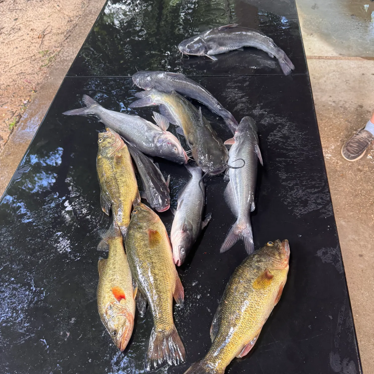 recently logged catches