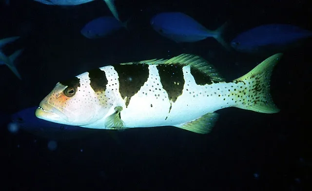 Blacksaddled coralgrouper