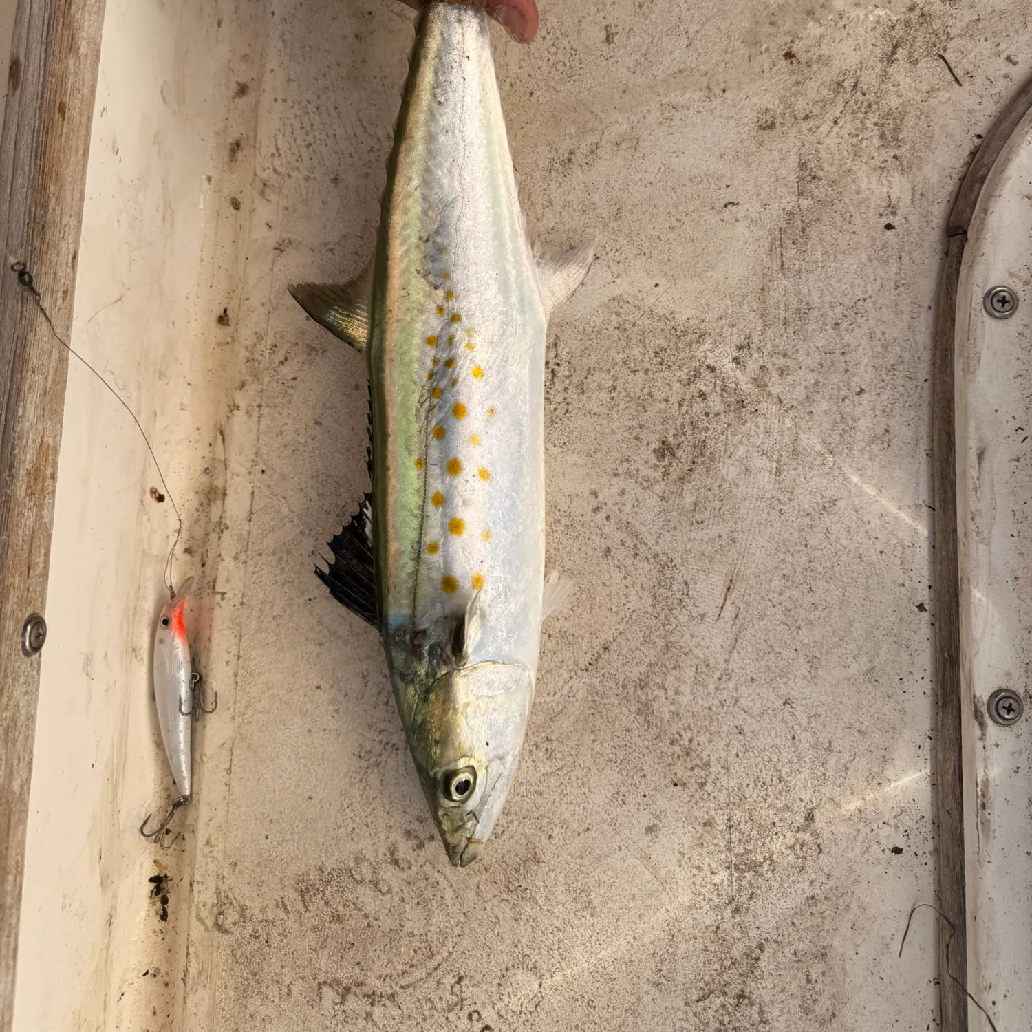 The most recent Spanish mackerel catches on Fishbrain