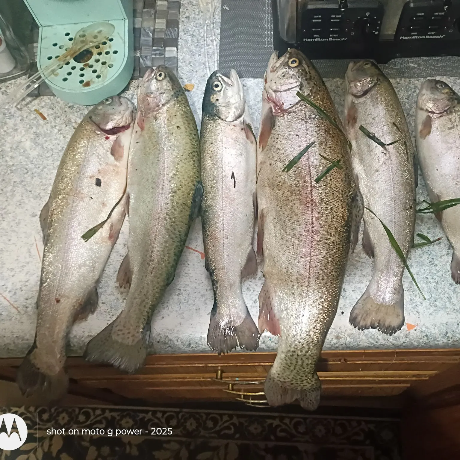 recently logged catches