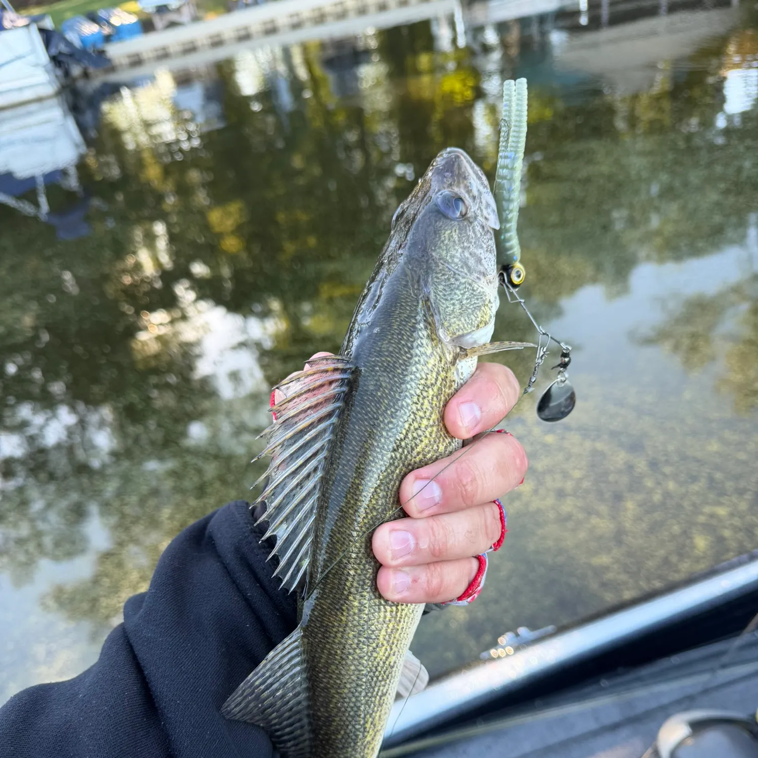 The most recent Saugeye catches on Fishbrain