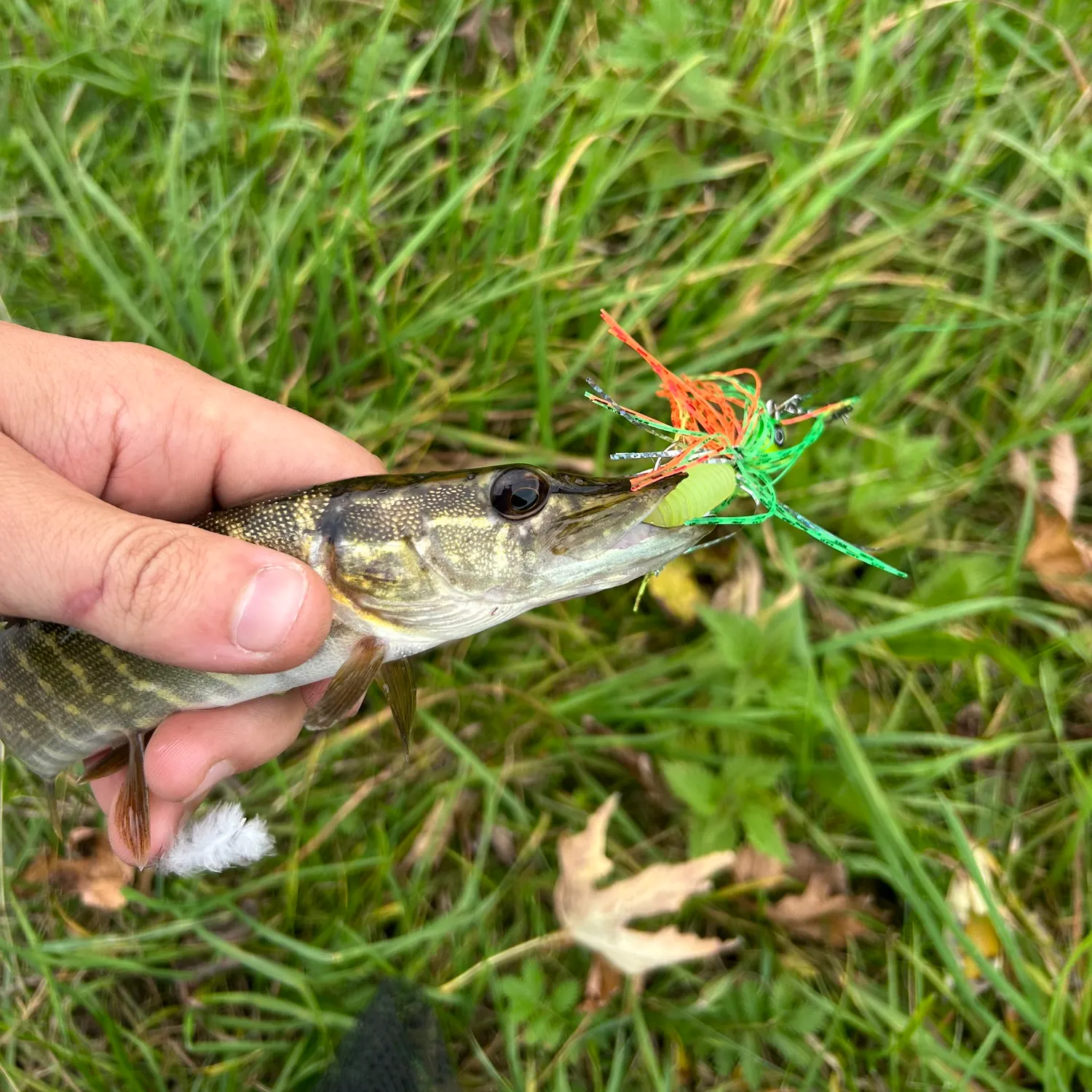 Northern pike caught on Fishbrain