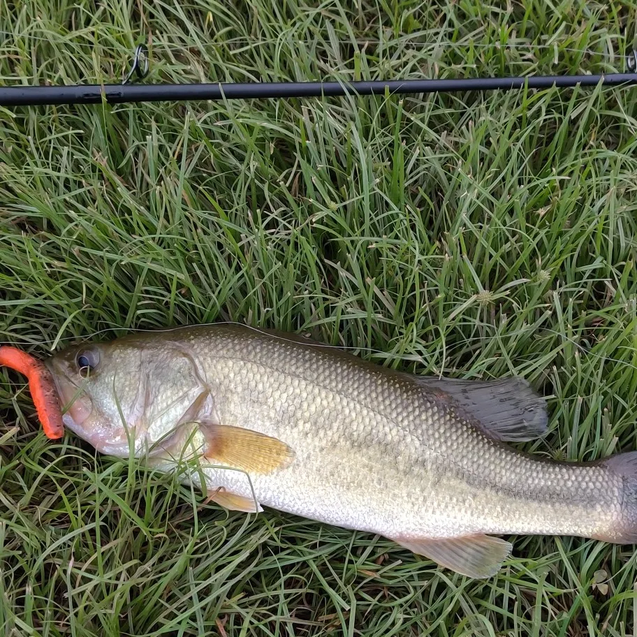 angler catch