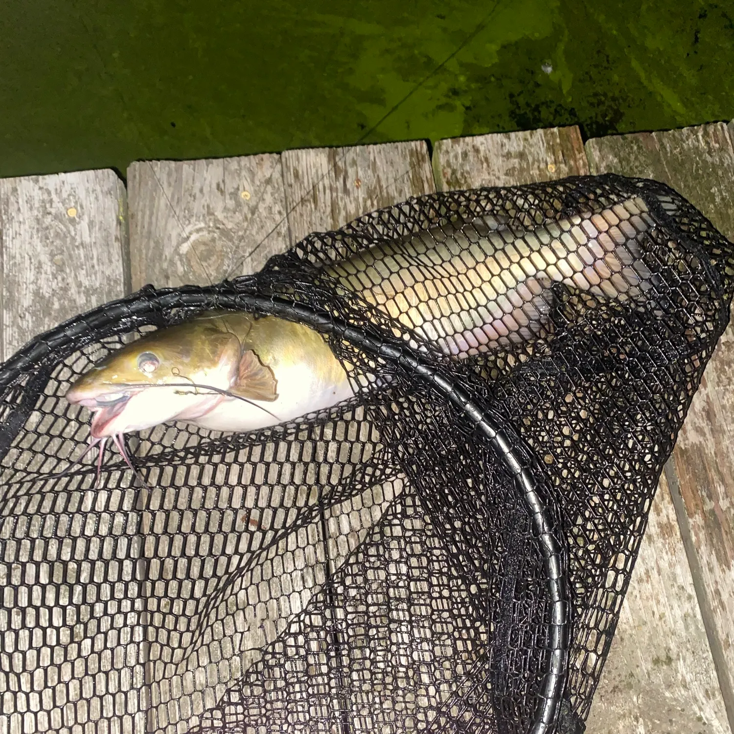 Channel catfish caught on Fishbrain