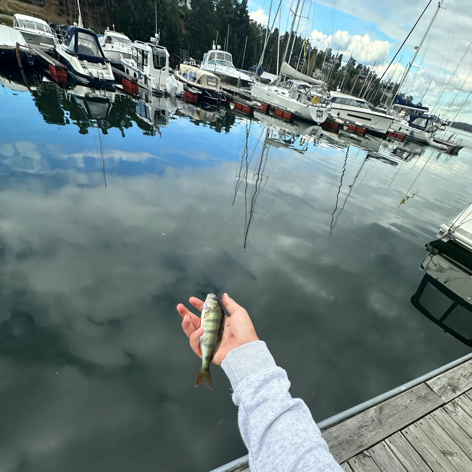 European perch caught on Fishbrain