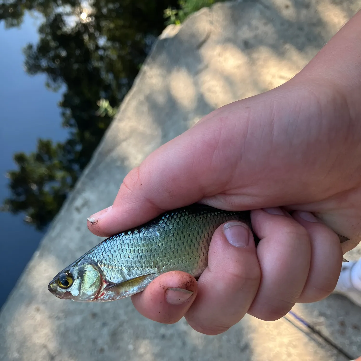The most recent Golden shiner catches on Fishbrain