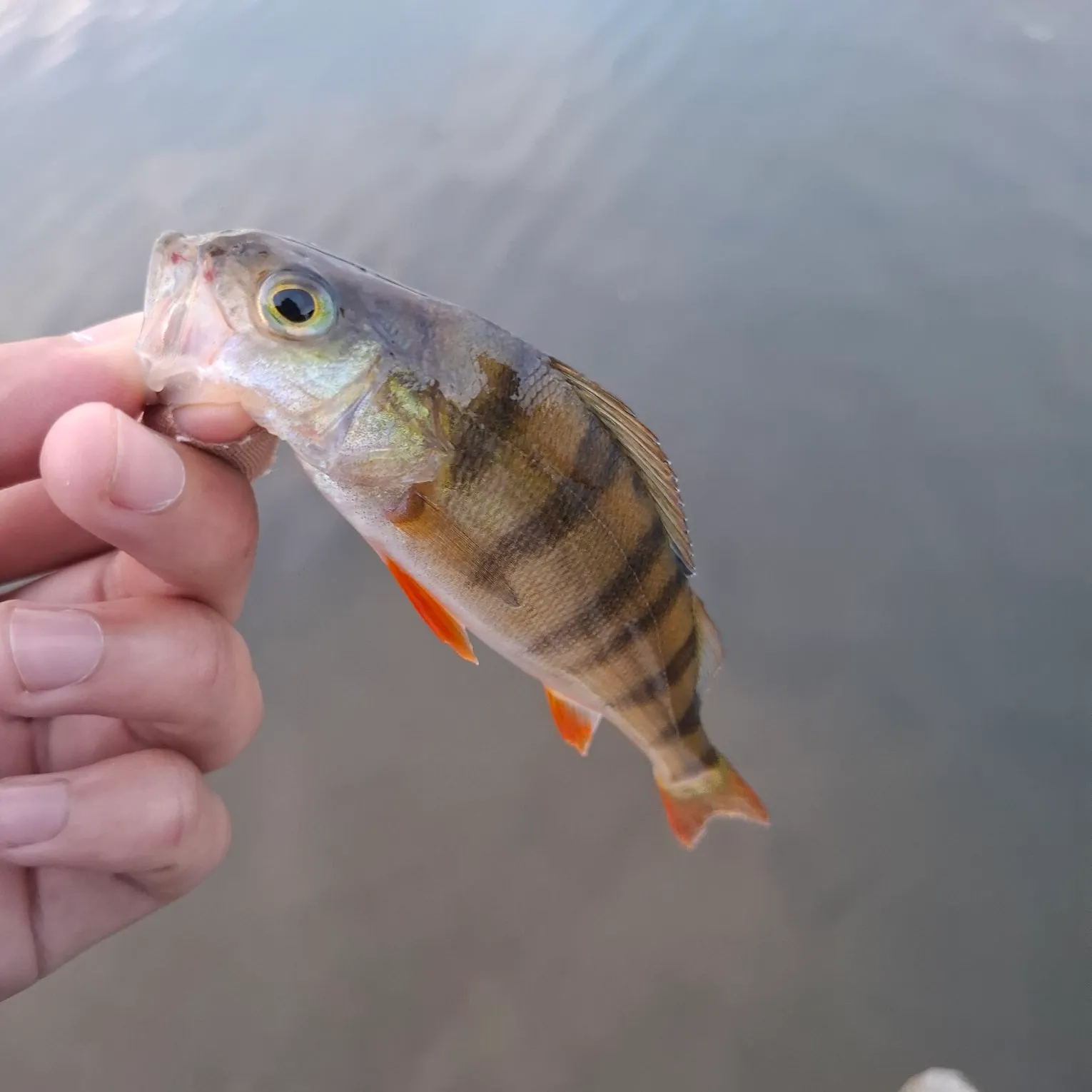 European perch caught on Fishbrain