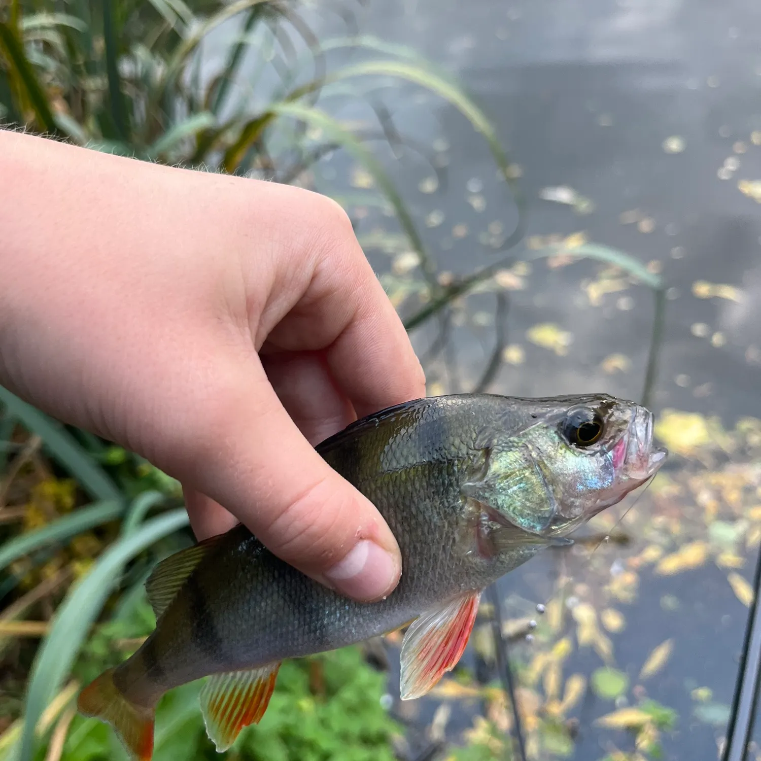 European perch caught on Fishbrain
