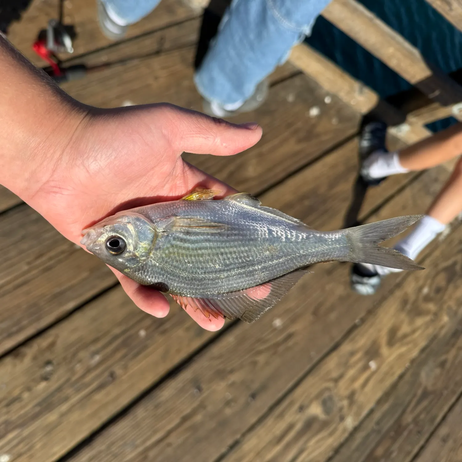 The most recent White seaperch catches on Fishbrain