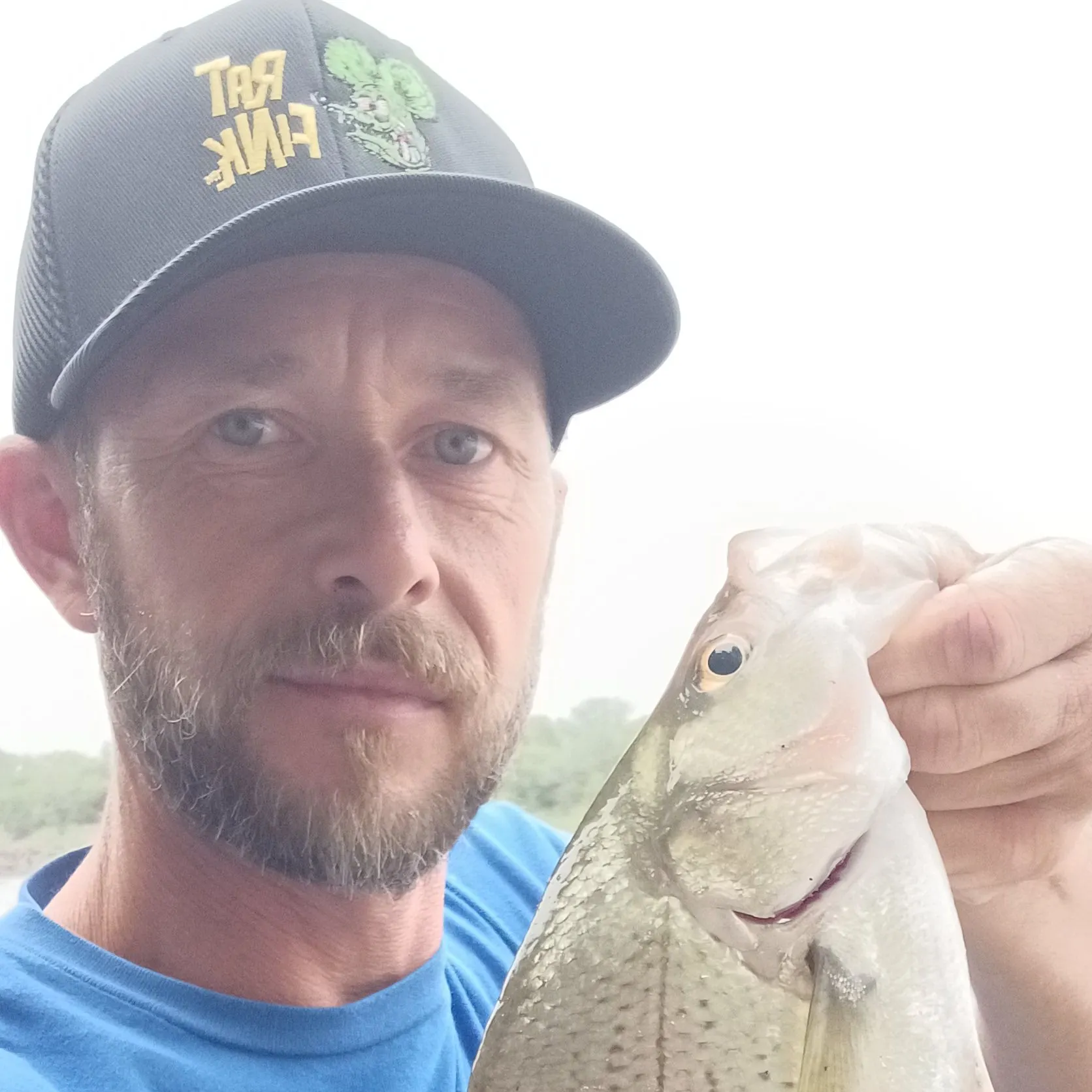 White bass caught on Fishbrain