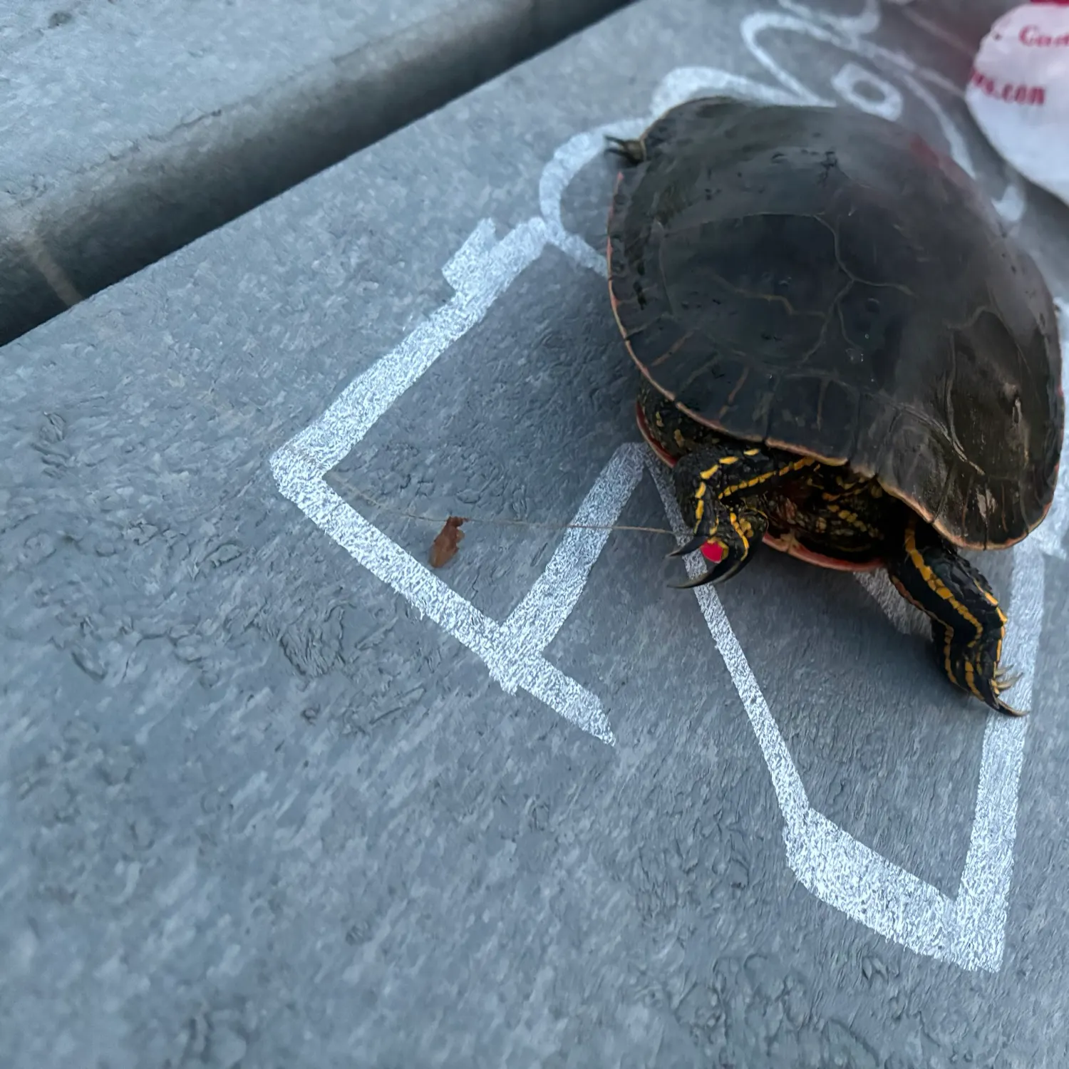 Painted turtle caught on Fishbrain