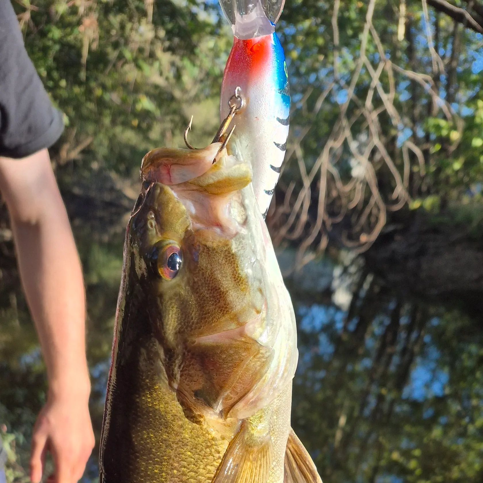 Smallmouth bass caught on Fishbrain