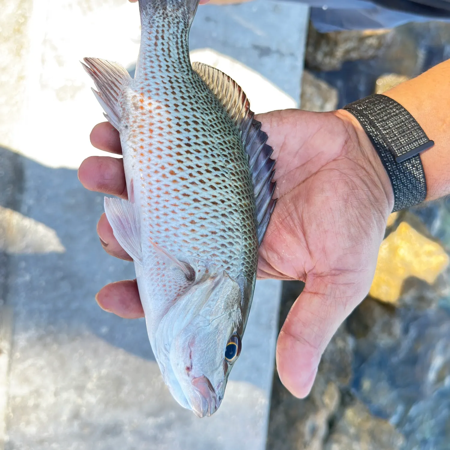 Mangrove snapper caught on Fishbrain