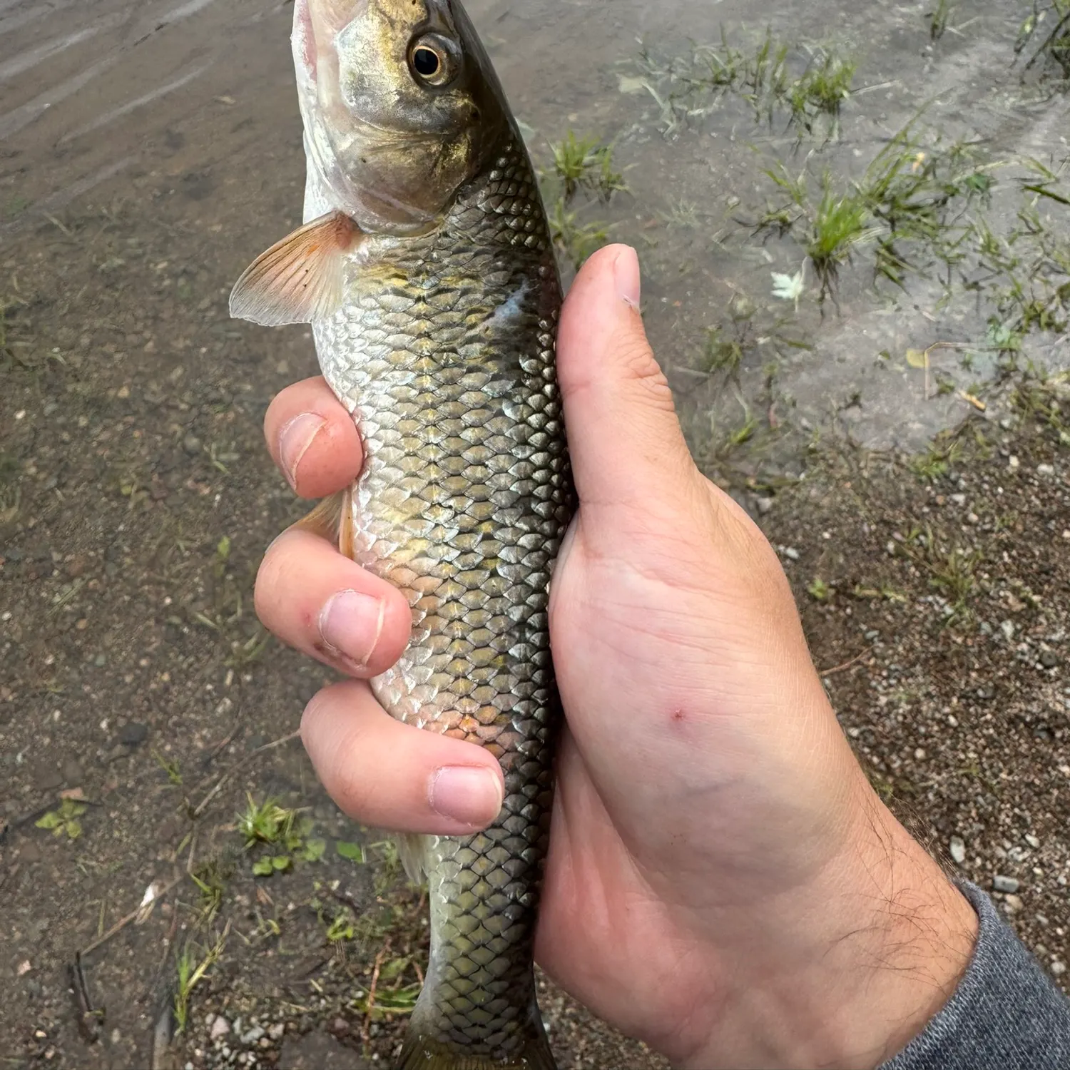 Fallfish caught on Fishbrain