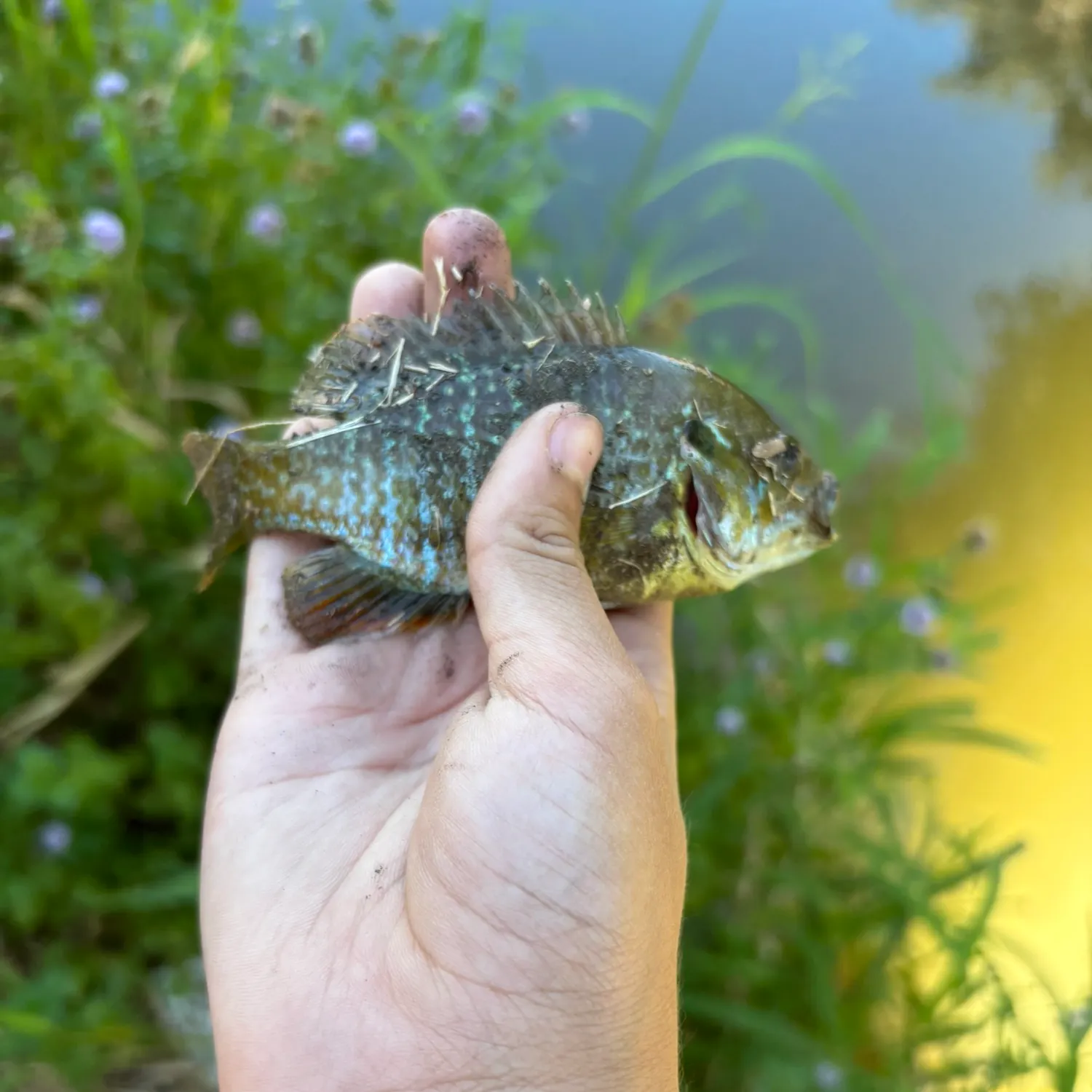 Greengill hybrid caught on Fishbrain