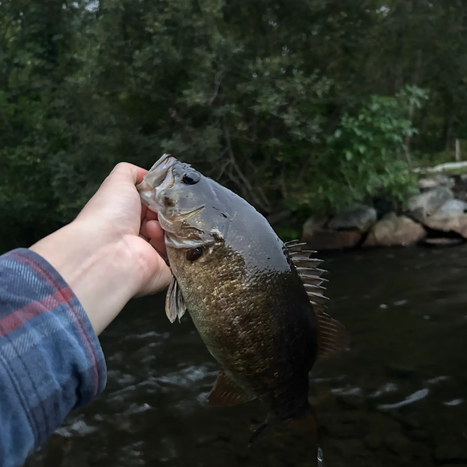 Smallmouth bass caught on Fishbrain
