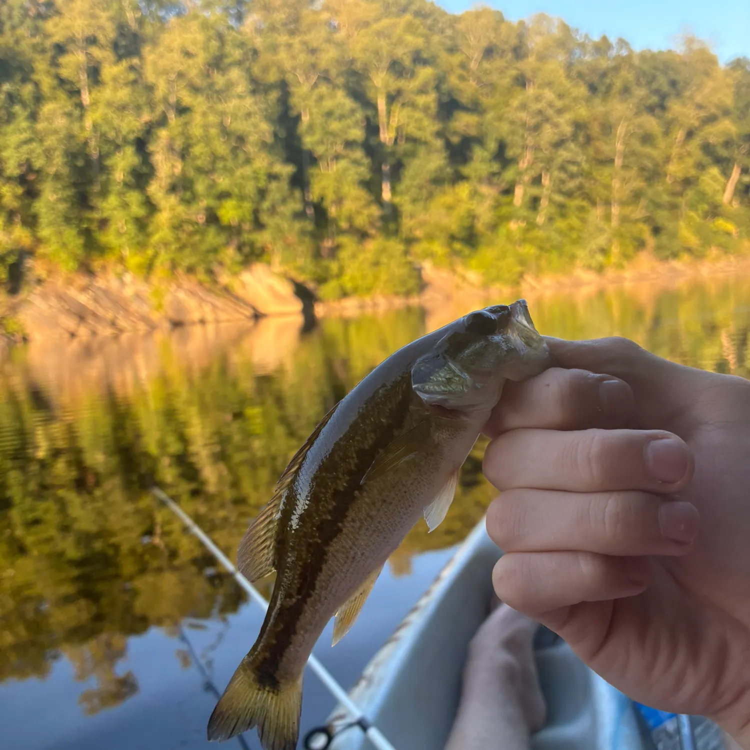 Spotted bass caught on Fishbrain
