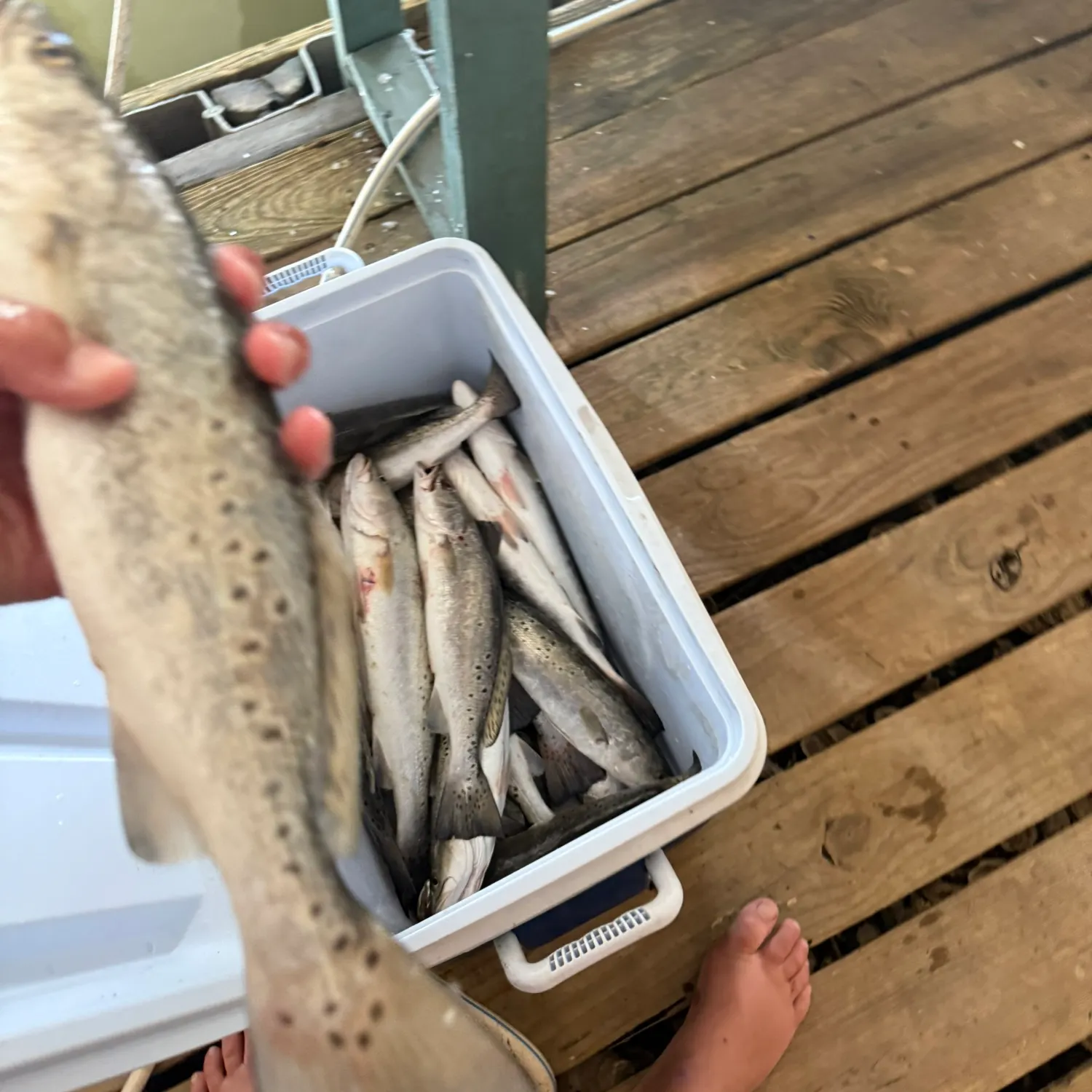 recently logged catches