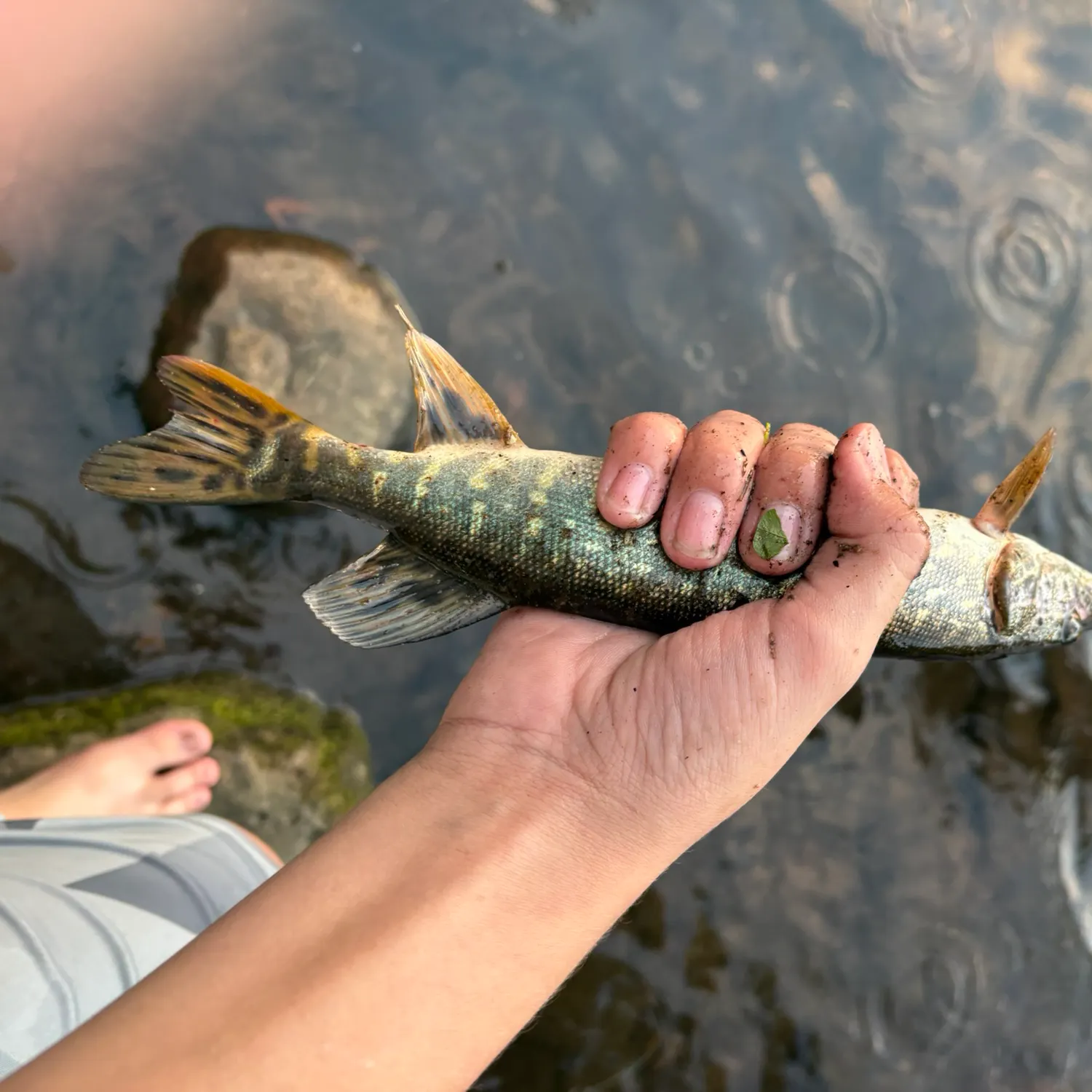 Northern pike caught on Fishbrain