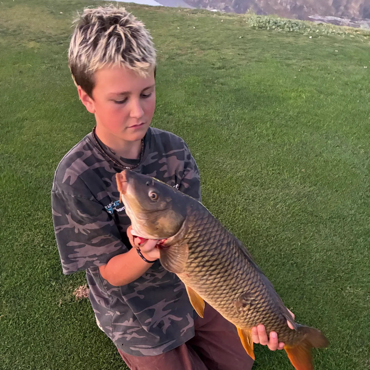 Common carp caught on Fishbrain
