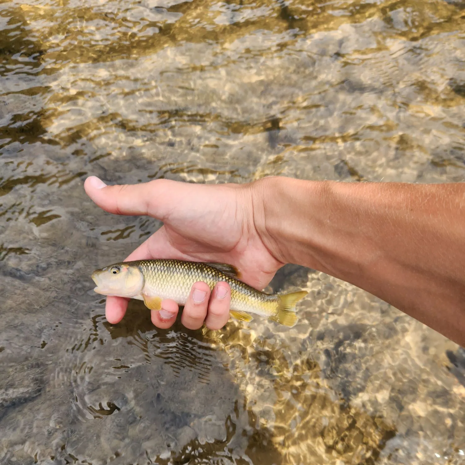 Hornyhead chub caught on Fishbrain
