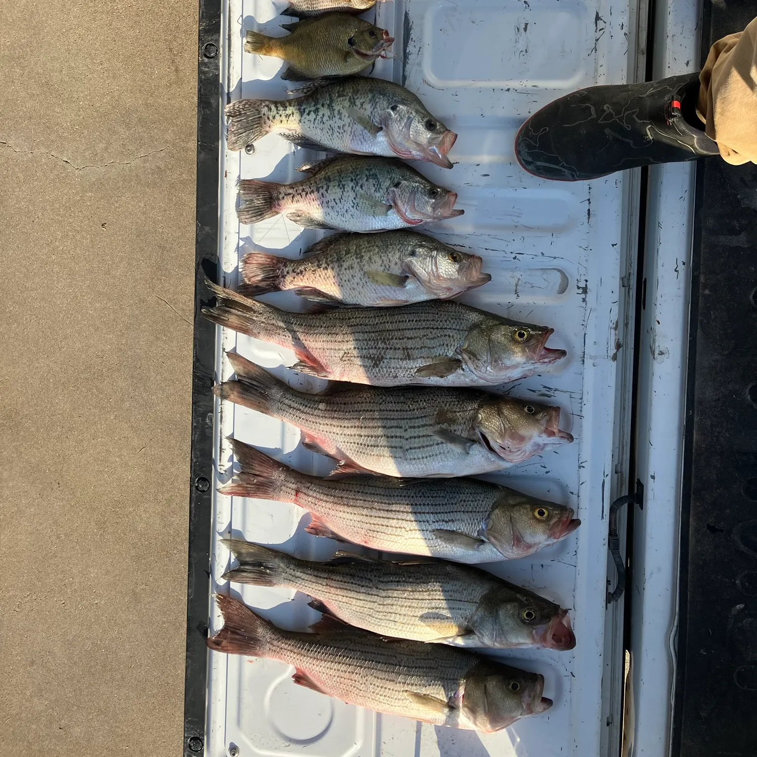 recently logged catches