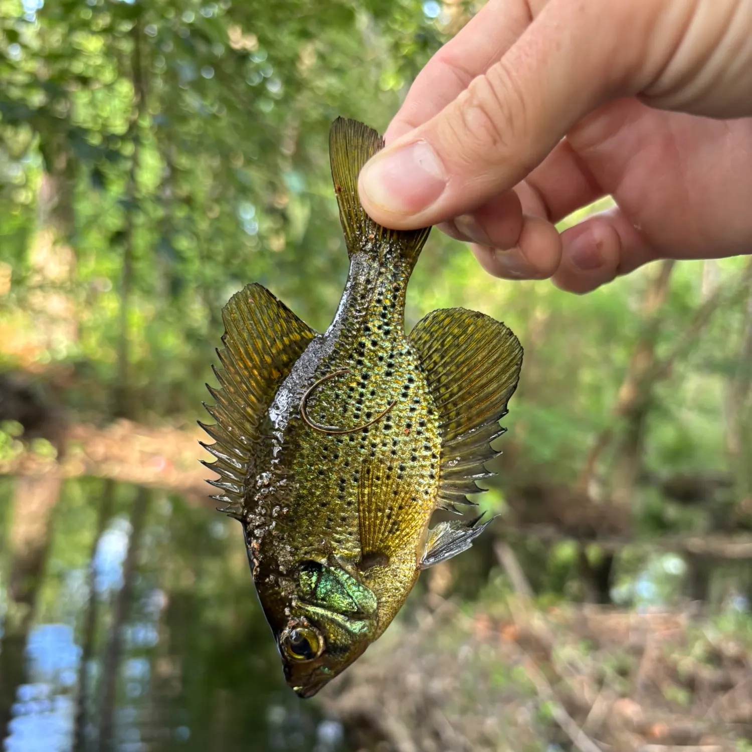 most liked catch image