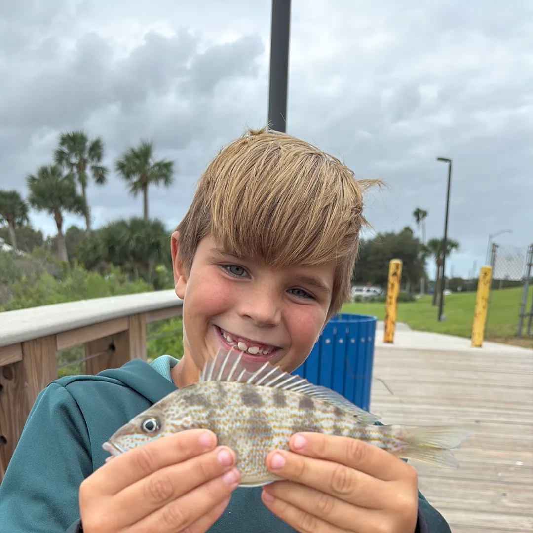 Lane snapper caught on Fishbrain
