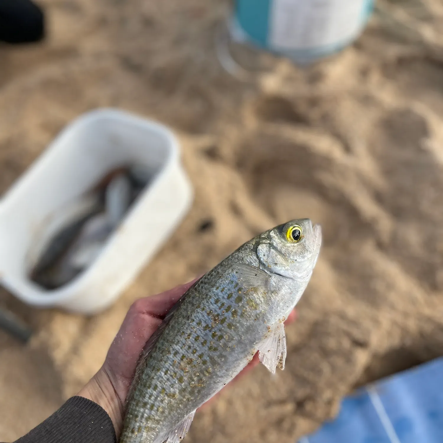 The most recent Australian ruff catches on Fishbrain