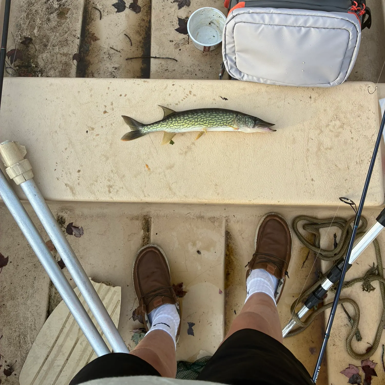 Chain pickerel caught on Fishbrain