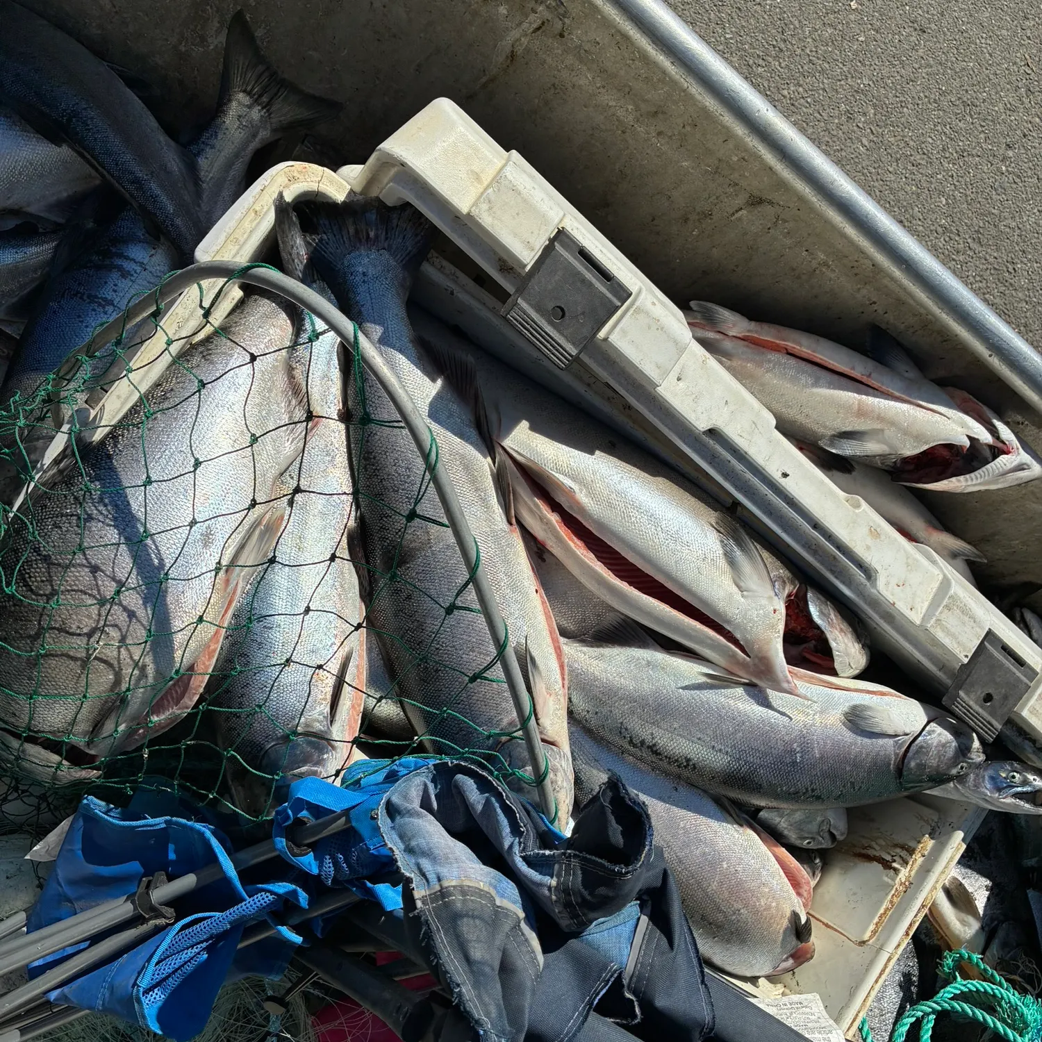 Fish caught on Fishbrain