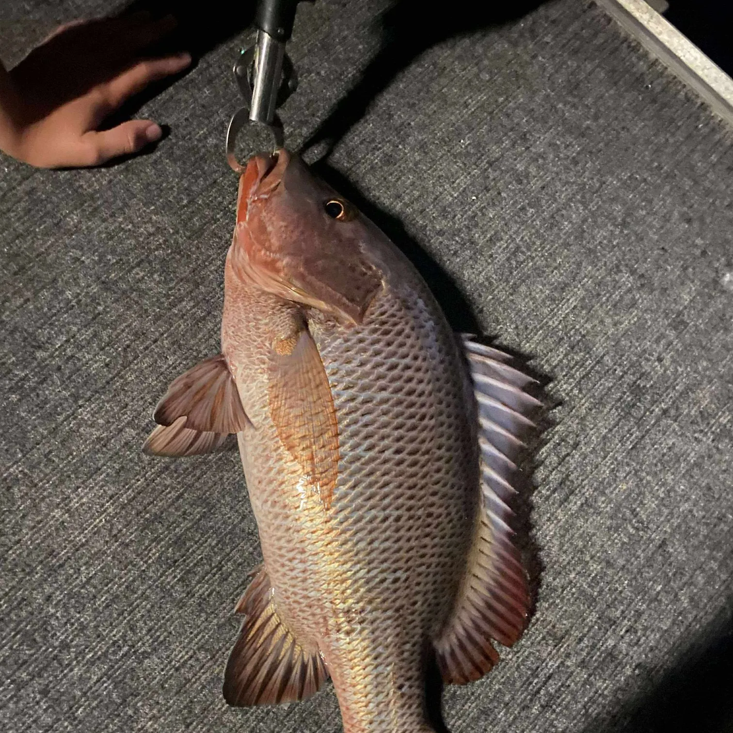 The most recent Mangrove red snapper catches on Fishbrain