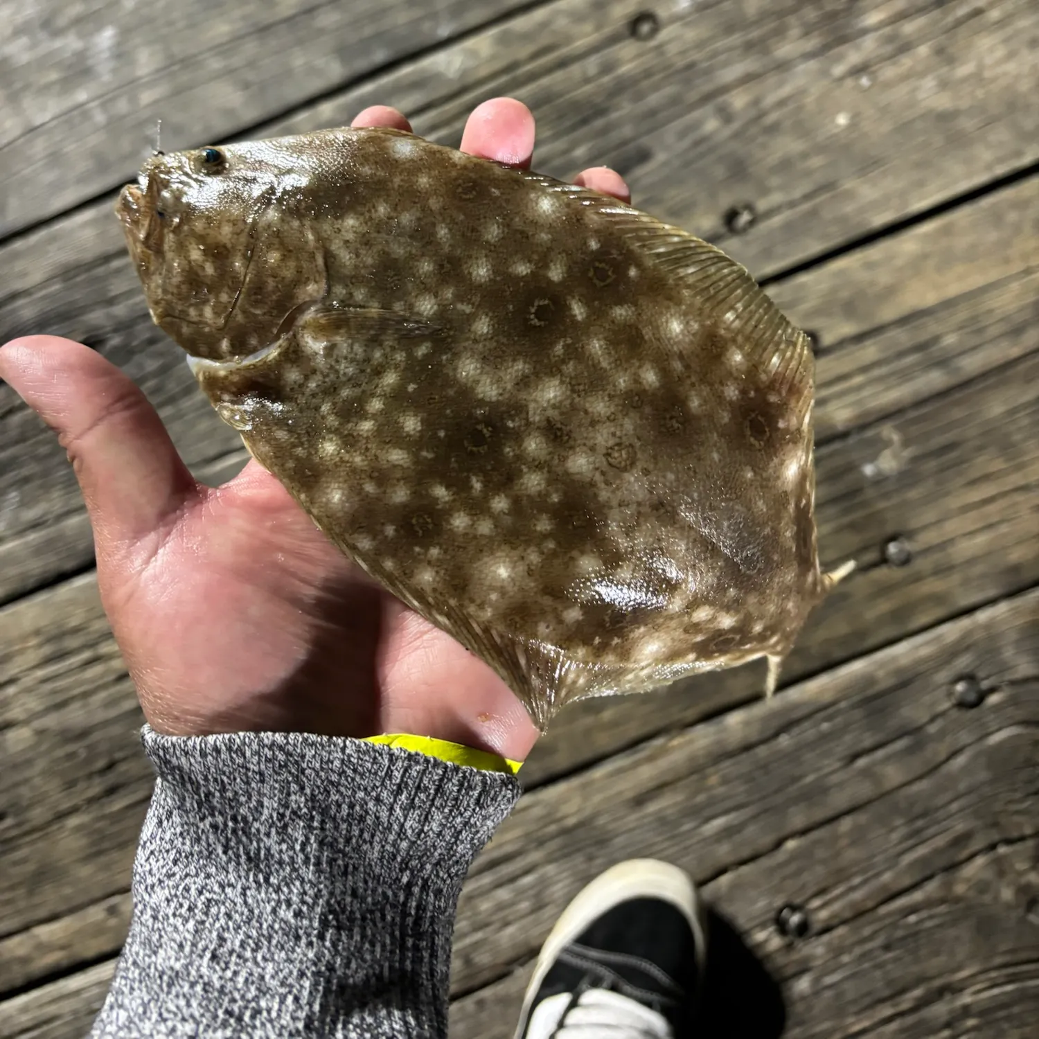 Summer flounder caught on Fishbrain
