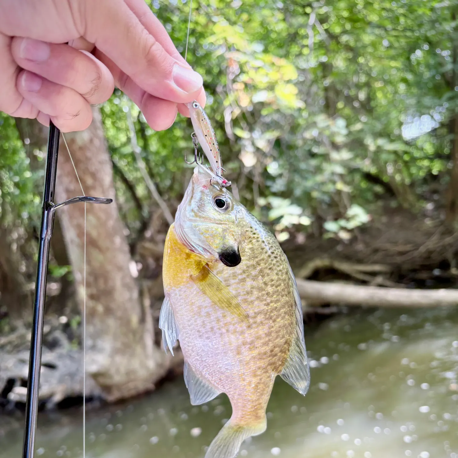 Bluegill caught on Fishbrain