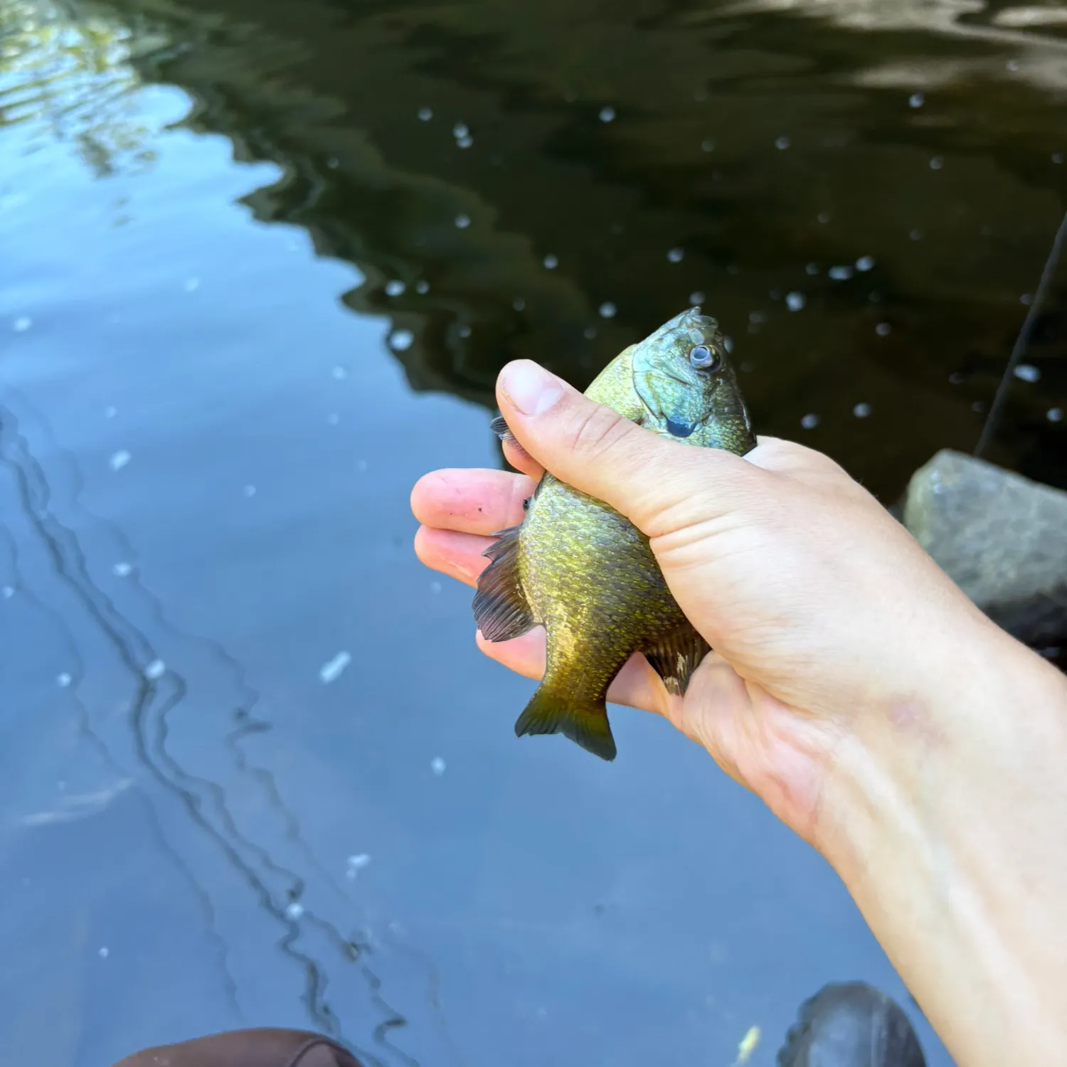 The most recent Bluegill catches on Fishbrain