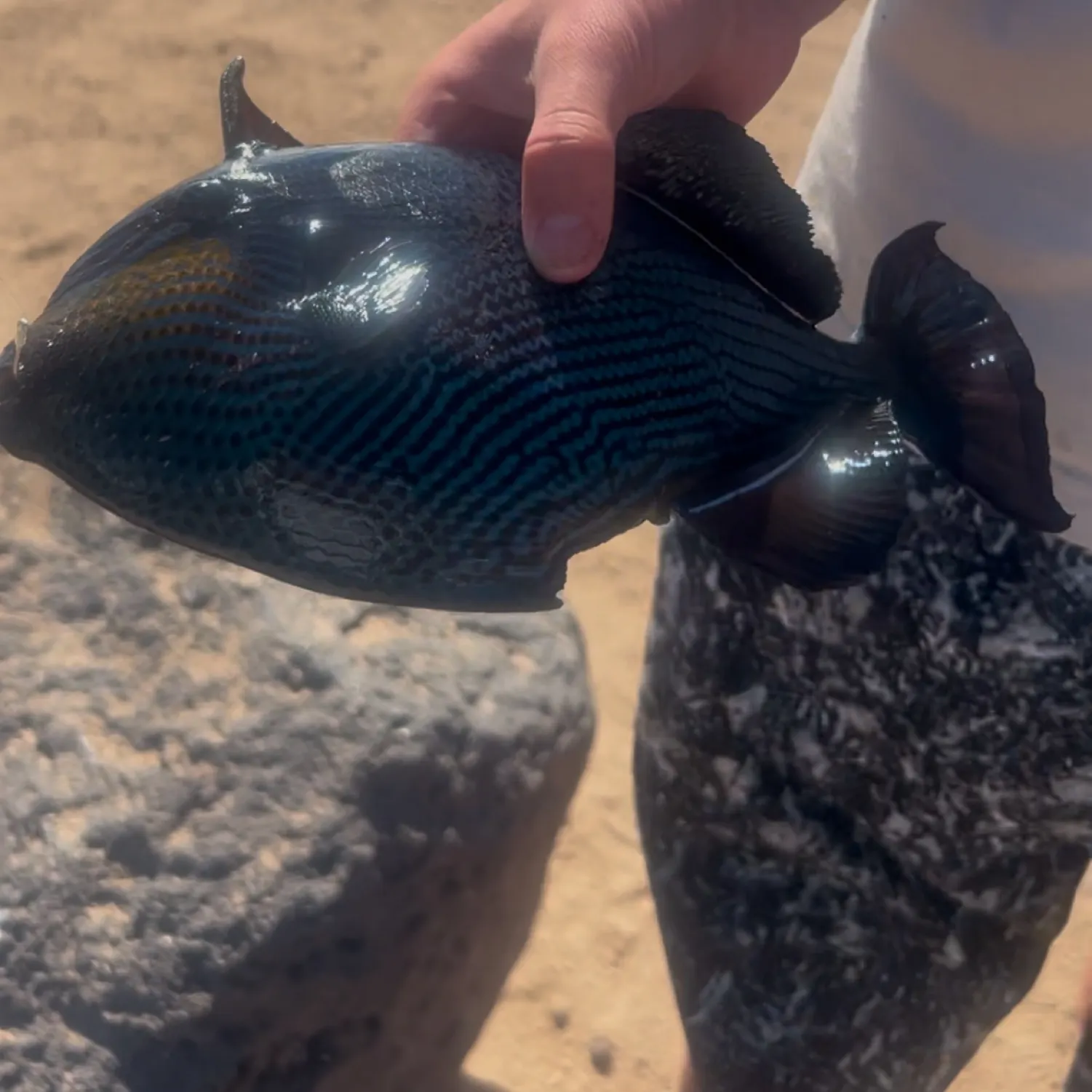 The most recent Black triggerfish catches on Fishbrain