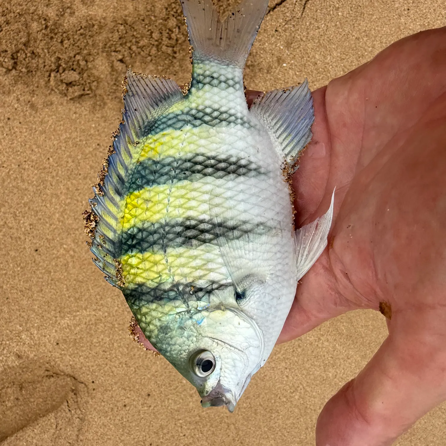 The most recent Hawaiian sergeant major catches on Fishbrain