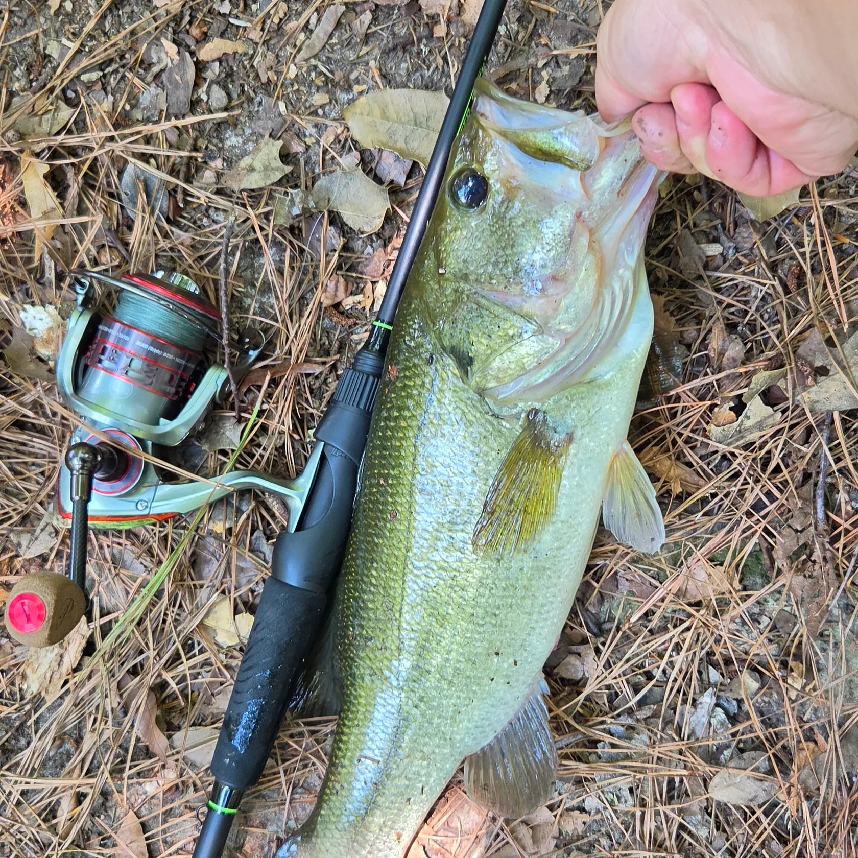Largemouth bass caught on Fishbrain