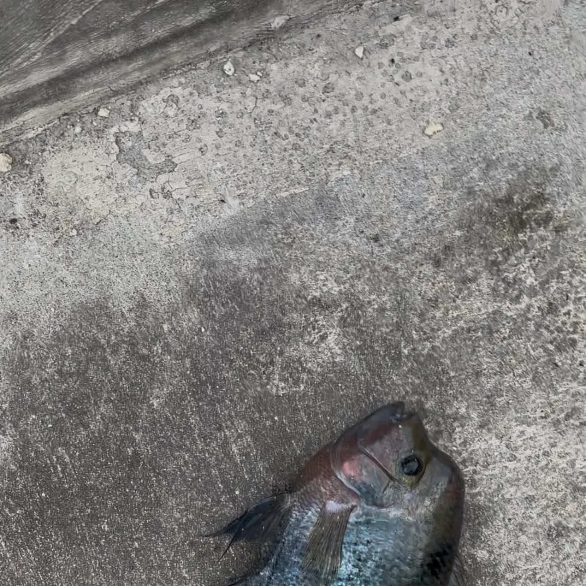 Blue tilapia caught on Fishbrain