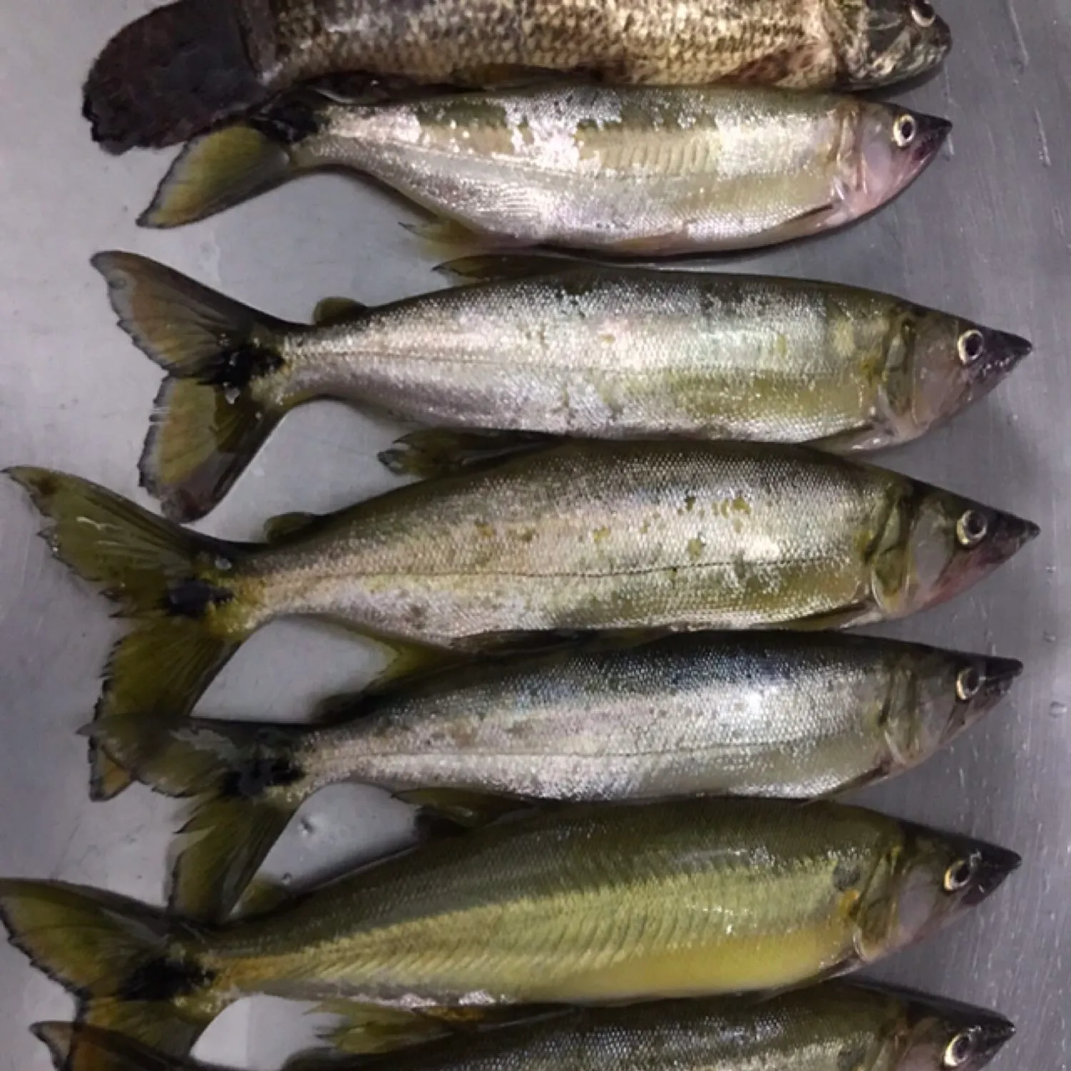 recently logged catches