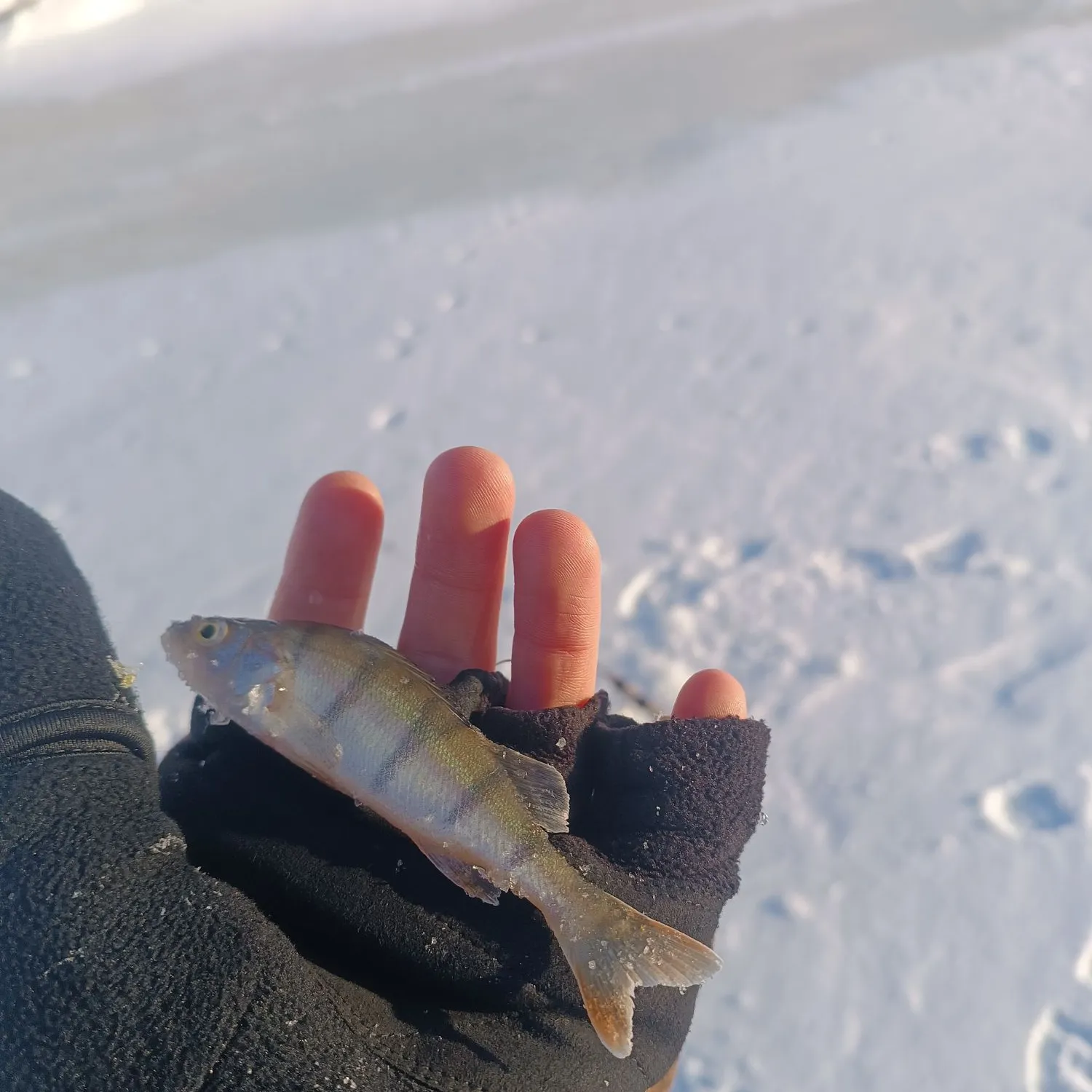 The most recent European perch catches on Fishbrain