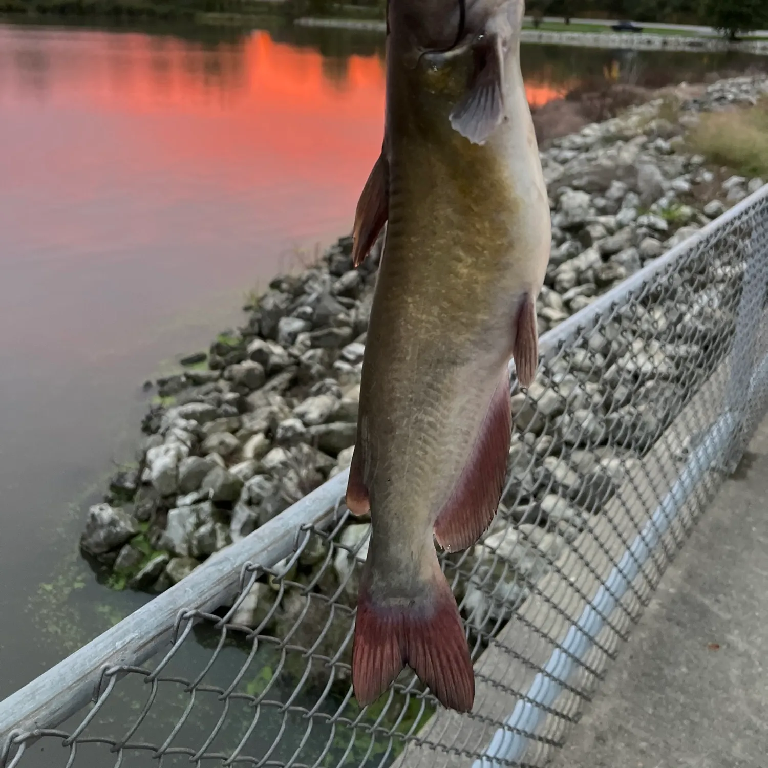 Channel catfish caught on Fishbrain
