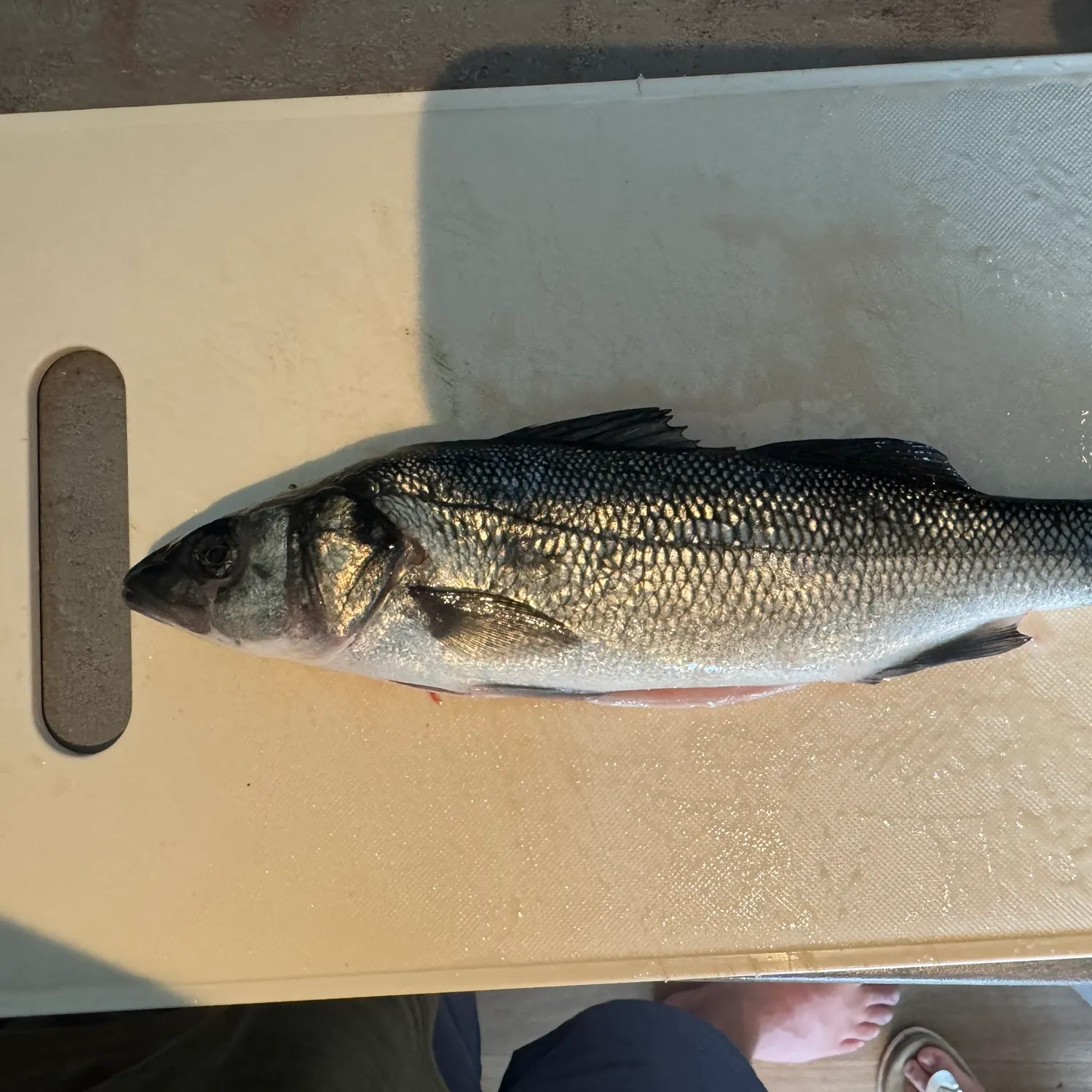 European seabass caught on Fishbrain