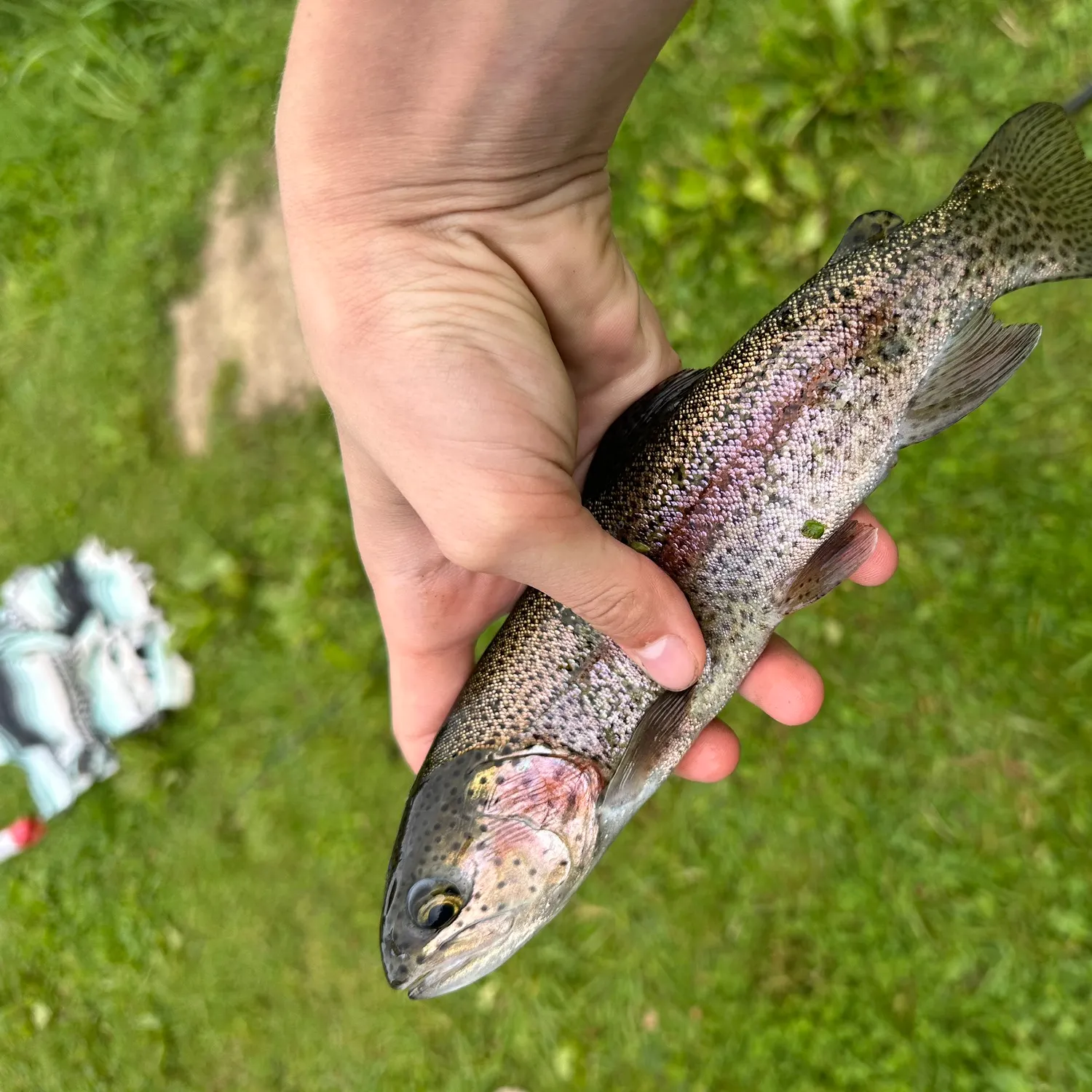Rainbow trout caught on Fishbrain