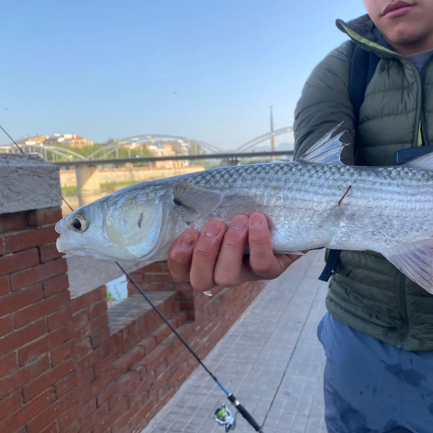 The most recent Thicklip grey mullet catches on Fishbrain