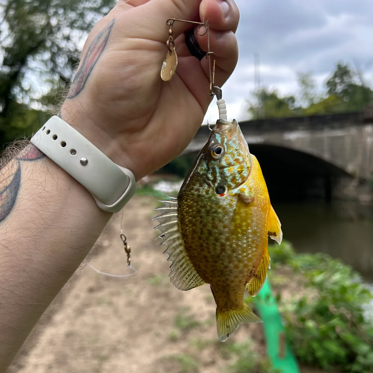 Pumpkinseed caught on Fishbrain