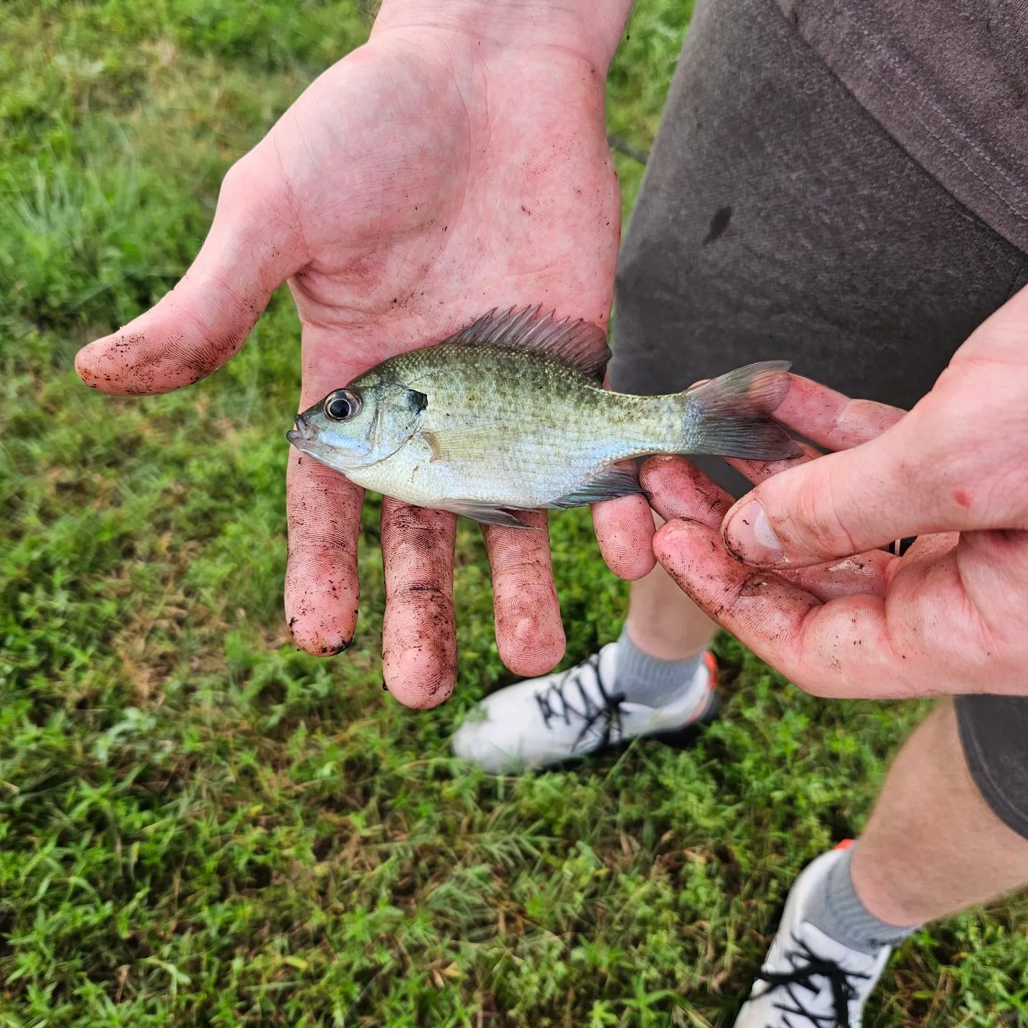 The most recent Flier catches on Fishbrain
